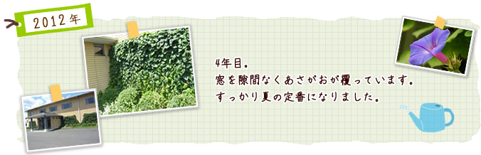 4年目。窓を隙間なくあさがおが覆っています。すっかり夏の定番になりました。