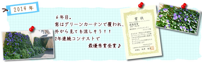 6年目。窓はグリーンカーテンで覆われ、外から見ても涼しそう！！2年連続コンテストで最優秀賞受賞♪