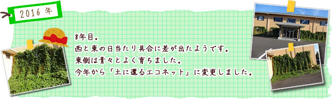 ８年目。西と東の日当たり具合に差が出たようです。東側は青々とよく育ちました。今年から「土に還るエコネット」に変更しました。