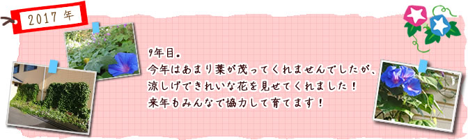 ９年目。今年はあまり葉が茂ってくれませんでしたが、涼しげできれいな花を見せてくれました！来年もみんなで協力して育てます！