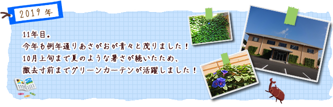 11年目。今年も例年通りあさがおが青々と茂りました！  10月上旬まで夏のような暑さが続いたため、撤去寸前までグリーンカーテンが活躍しました！